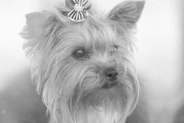 Tendances dans les soins spa pour chiens en 2022