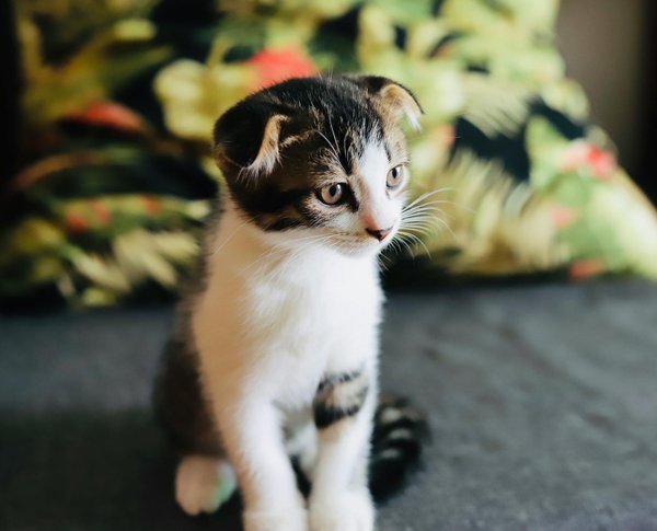 Transformer son jardin en refuge pour chats sauvages