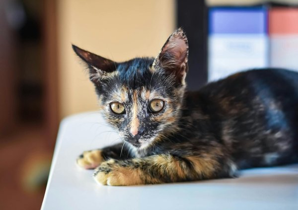 Analyse des cris de grenouilles et leur signification