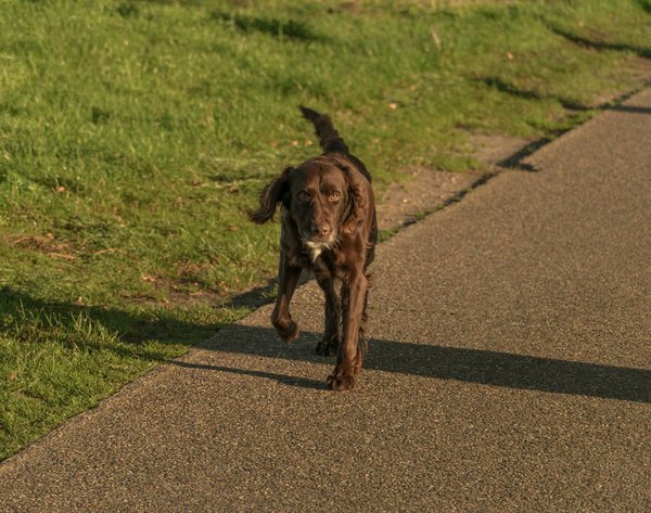 L'impact de la pollution sur la vie sauvage