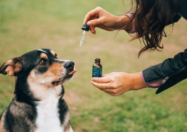 Les bienfaits de l'huile de chanvre pour réduire l'anxiété canine