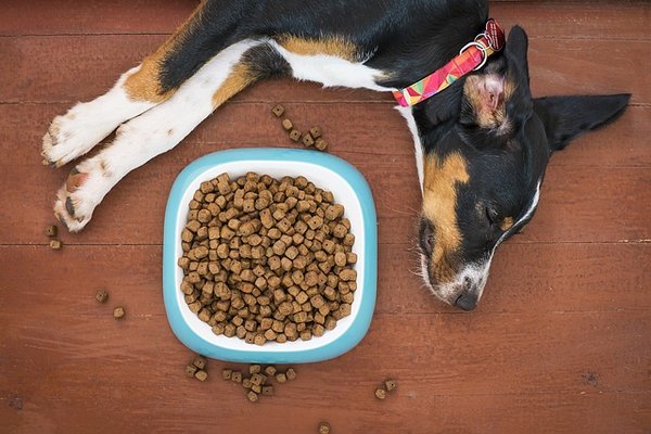 Croquettes pour chien senior : bienfaits et critères essentiels